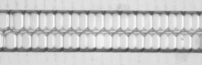 MPI für Dynamik und Selbstorganisation © Eine Emulsion aus lauter gleich großen Wassertröpfchen in sehr wenig Öl, eingebracht in einen mikrofluidischen Kanal (Breite 200 Mikrometer).