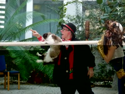 Foto vom Pressemelder: Foto vom Zirkus Renz Manege , 2012 © Eine Katze, die am Barren turnt, ist nur ein Teil
